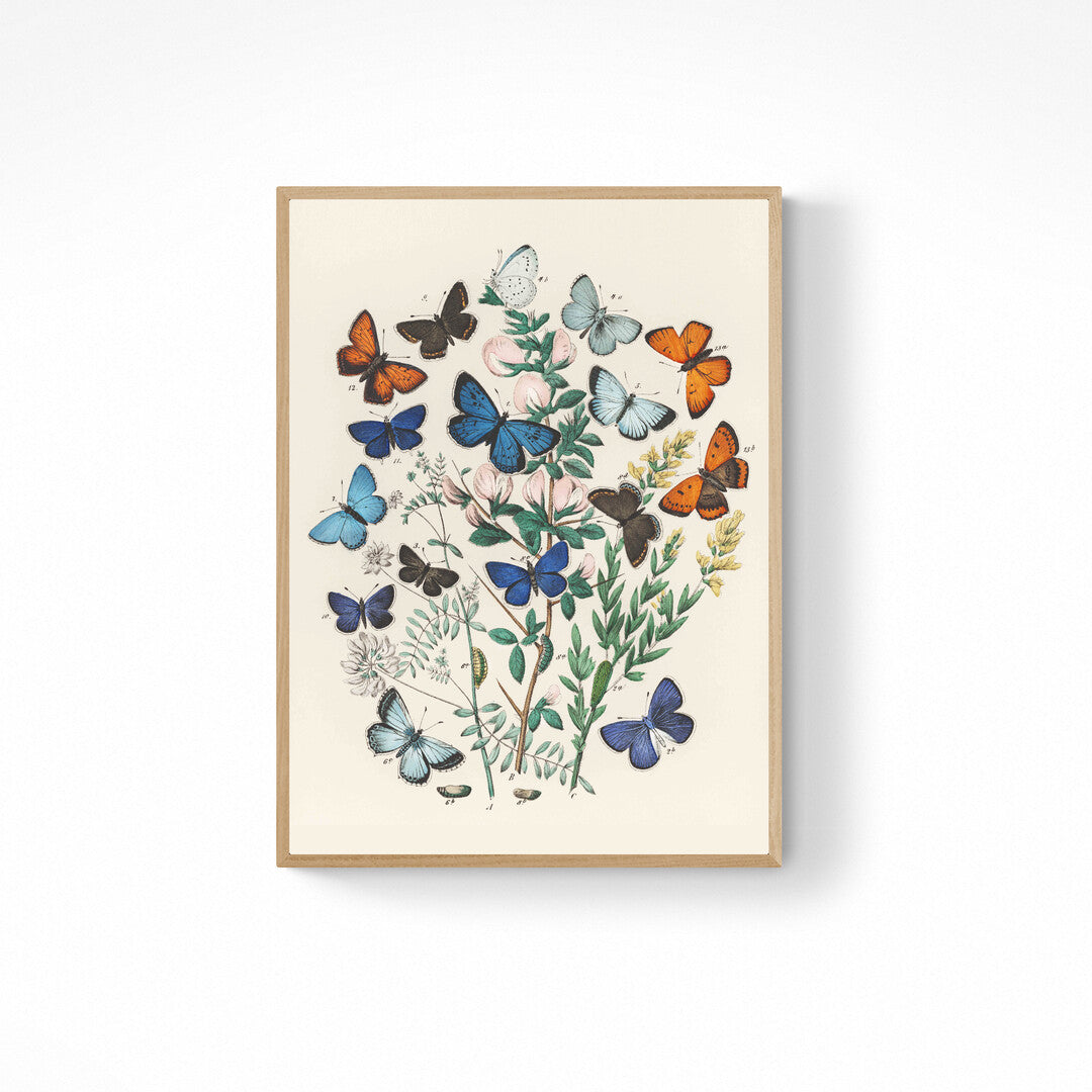 CUADRO BUTTERFLIES