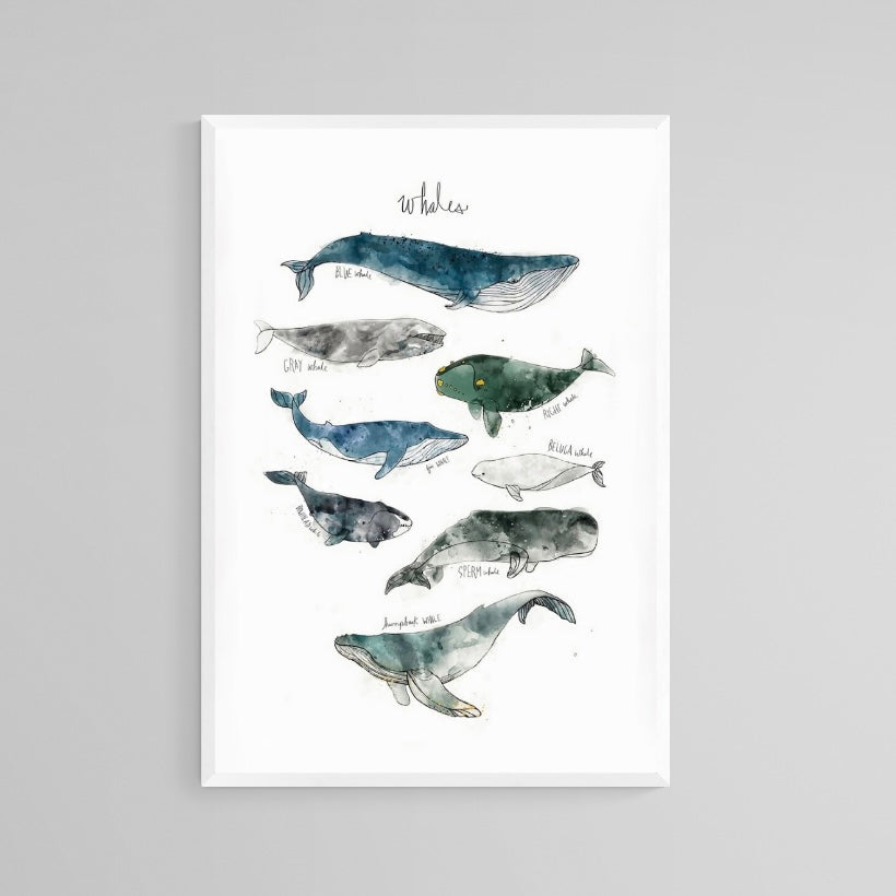 CUADRO WHALES