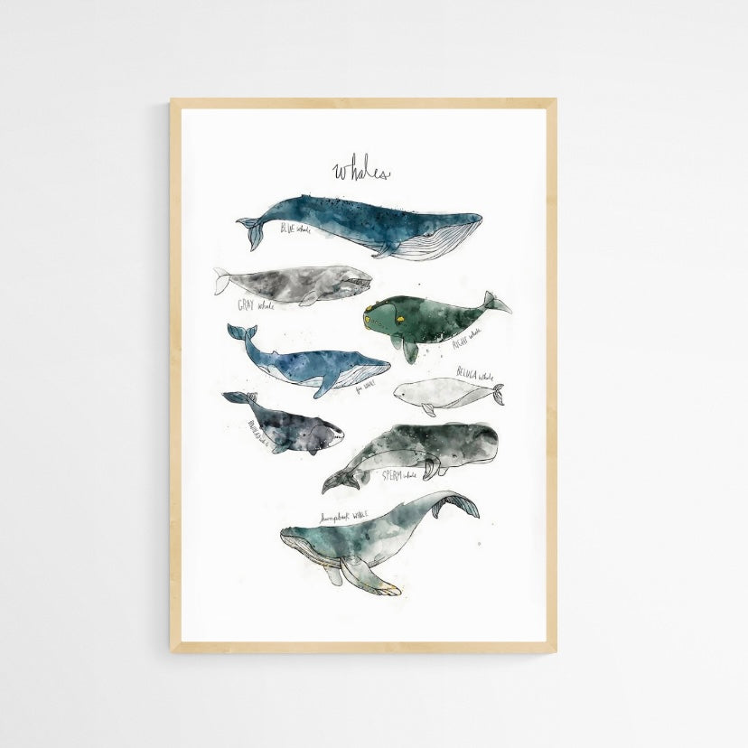 CUADRO WHALES
