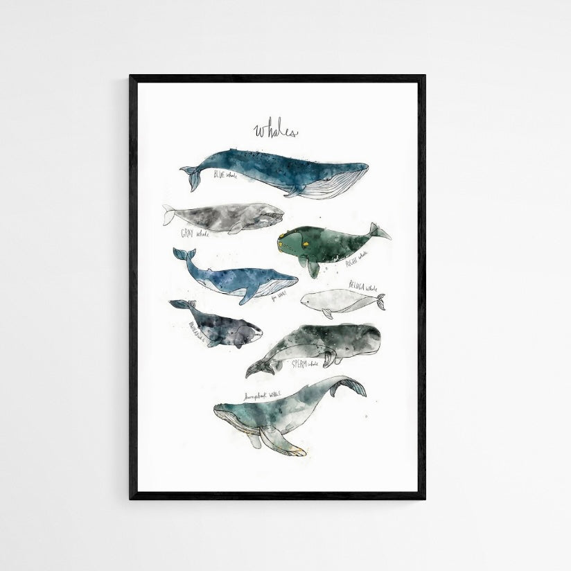 CUADRO WHALES