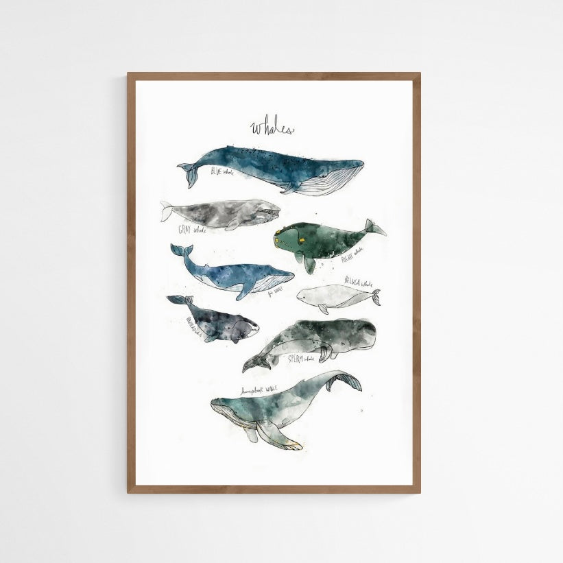 CUADRO WHALES