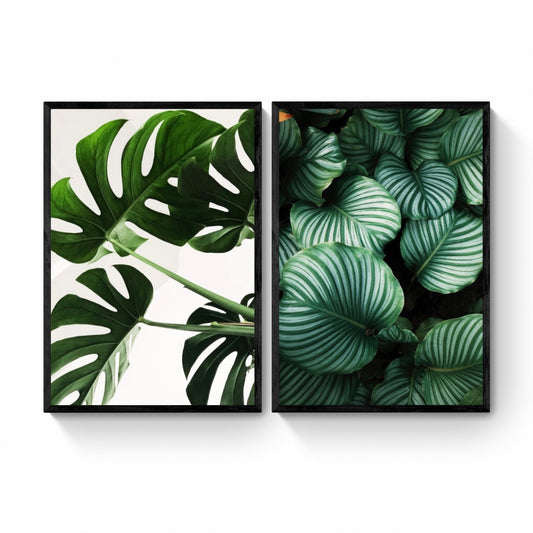 SET MONSTERA X 2 PCS