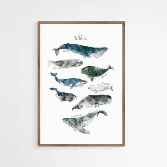 CUADRO WHALES